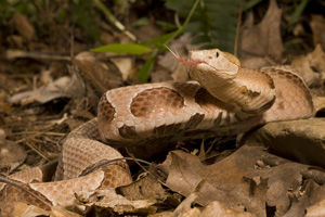 copperhead